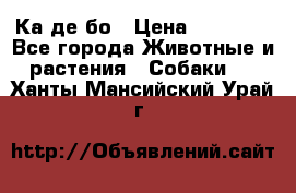 Ка де бо › Цена ­ 25 000 - Все города Животные и растения » Собаки   . Ханты-Мансийский,Урай г.